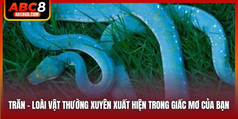 Trăn - loài vật thường xuyên xuất hiện trong giấc mơ của bạn