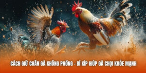 Cách Giữ Chân Gà Không Phồng - Bí Kíp Giúp Gà Chọi Khỏe Mạnh